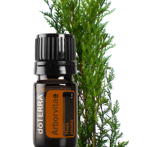 Arborvitae Essential Oil 