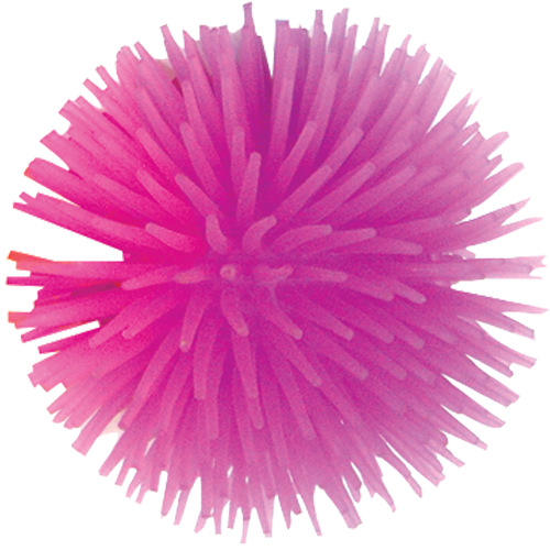 Sea Anemone